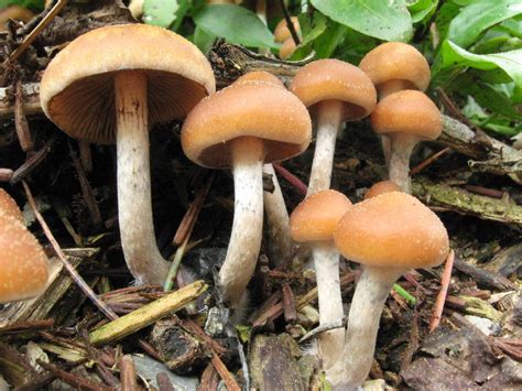 allenii mushroom|Psilocybe allenii: The Bay Area Shroom No One Can Recognize